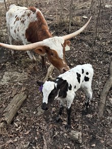 LB GRACIE X TOMBSTONE 201 TAG 2601