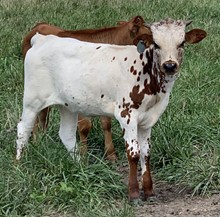 T BAR W SWISS MISS X COPENHAGEN COWBOY CALF