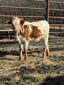 DSF Queen's Voltage x Bar R Matador