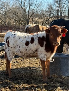 DSF Tuff Maiden x Bar R Matador