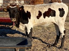 FIRESTORM X RJF SUPER TUFF CALF