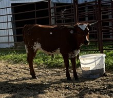 DSF TEX ME MAIDEN
