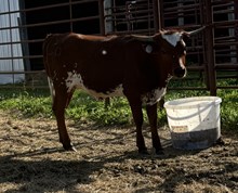 DSF Tuff Maiden Heifer