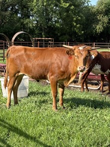 DSF RED MAIDEN