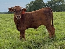 Wkh Queens Deluge x Bar R Matador