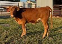 DSF RED MAIDEN