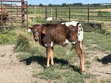 Chr Rim of Pearl x Bar R Matador