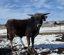 TCR KANSAS COWBOY X TCR SNOW WHITE (B) TAG 511