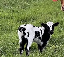 DSF Tuff Maiden Calf