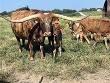 CV Casanovas Cinnamon x Bar R Matador