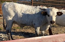 HEARTLAND X RJF SUPER TUFF CALF