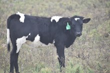 Okie heifer 2514